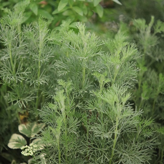 Abrótano (Artemisia abrotanum)