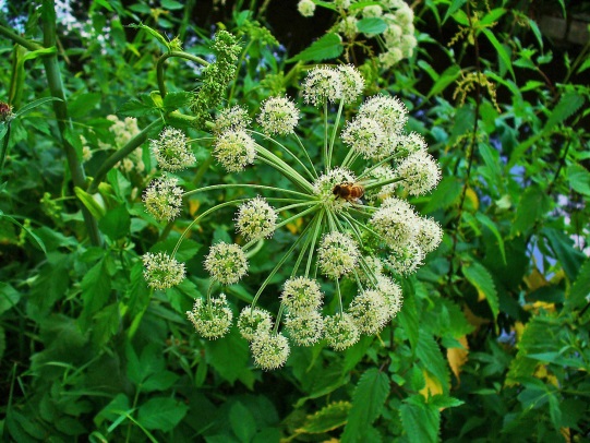 Angélica (Angelica archangelica)