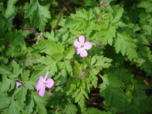 Gerânio (Geranium spp.)