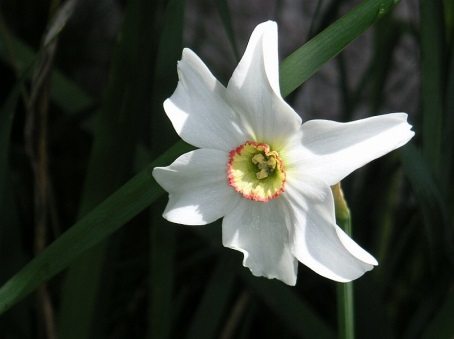Narciso (Narcissus spp.)