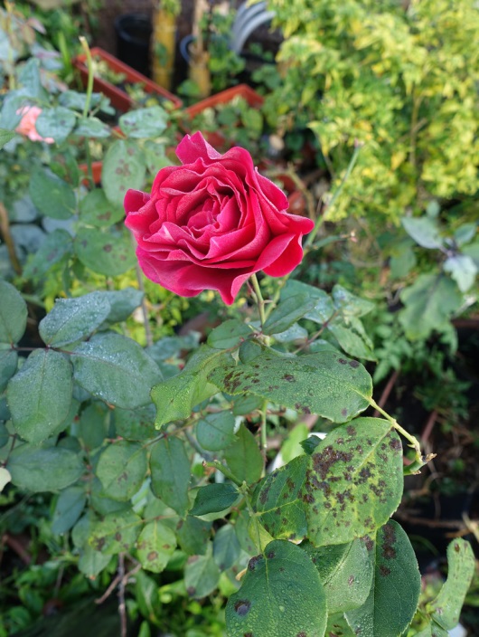 Rosa (Rosa spp.)