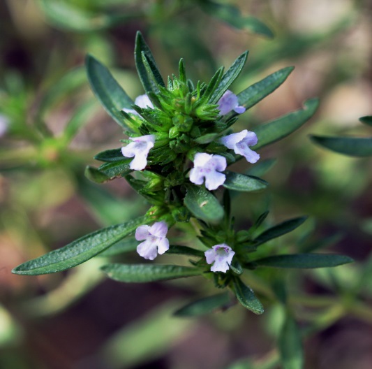 Segurelha (Satureja hortensis)