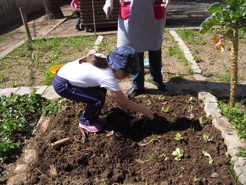 Voltámos a plantar alfaces mas também plantámos cebolo e batatas.