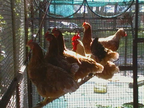 As galinhas que ajudam na monda e contribuem para a compostagem