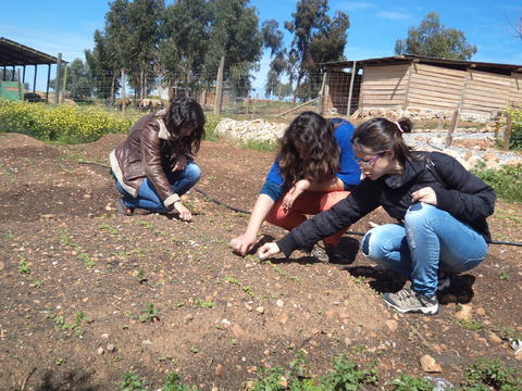 A manutenção da horta pedagógica da EPDRS, efetuada por alunas da turma TTAR 12.