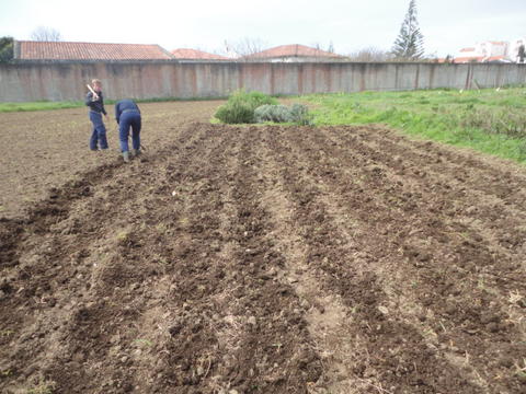 Preparação do terreno para nova plantação.