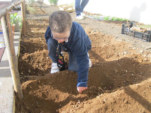 Tratamento do solo - os alunos cavaram e aplicaram matéria orgânica para a fertilização do solo;