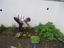 Os alunos da Unidade Especializada fazem a colheita da alface.