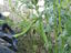 Evolução do crescimento das favas: a altura obtida pela folhagem das favas foi de 1,30 m.