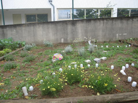 No canteiro do 4º ano, as plantas aromáticas já estão crescidas e a florescer. Vê-se que estão viçosas, no entanto, é necessário arrancar as ervas daninas.