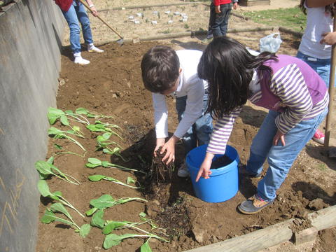 Plantações: os alunos fazem plantação de couves em pequenos regos e colocam composto orgânico, retirado dos nossos compostores.