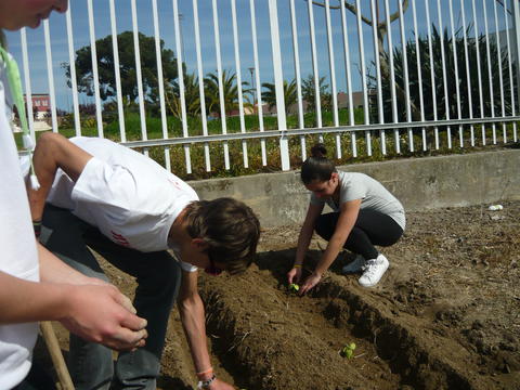 PLANTAÇÃO - Os alunos colocam as plantas na terra da horta devidamente fertilizada com adubo orgânico.