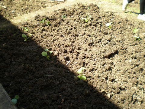 As futuras courgettes