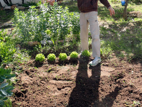 O Diogo tem o terreno quase preparado para receber tomateiros.