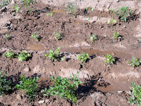 Este tipo de solo é muito exigente em atenção! O excesso de argila provoca vários problemas...