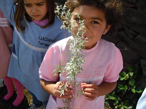 Plantação de ervas aromáticas pelos alunos da Pré.