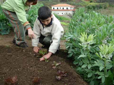 Plantação de alfaces pelos alunos do 2º ano.
