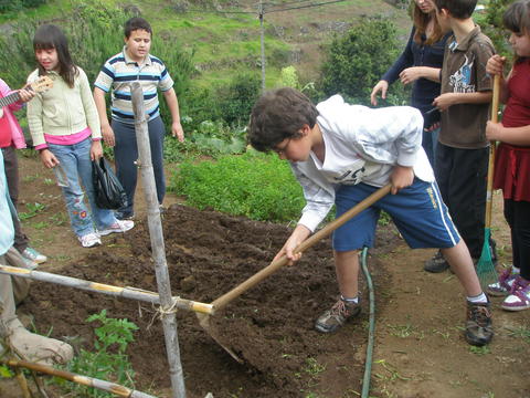 Preparação do terreno para nova plantação de alfaces e couves, dos alunos do 3º ano.