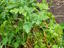 Planta Aromática - Artemisia