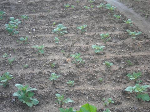 Plantação de Batatas