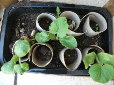 As sementes de abóboras a germinar para depois transplantar para a horta.
