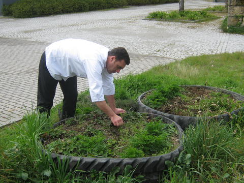 Chefe João Magalhães a verificar o crescimento das ervas aromáticas.
