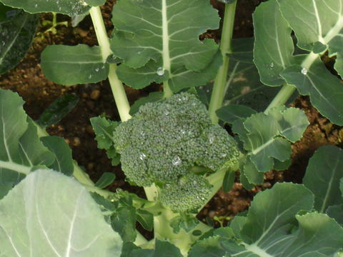 Uma das hortícolas plantada - brócolos - em janeiro.