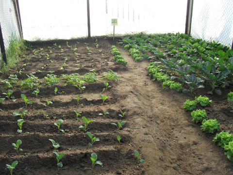 A plantação em janeiro.