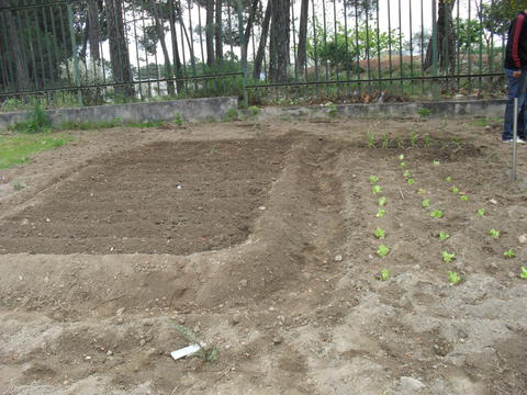 Plantação de alfaces, cebolo e sementeira de batata no espaço exterior junto à estufa