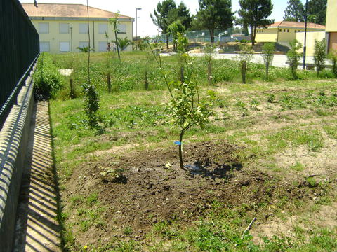 Plantação de árvore de fruto.