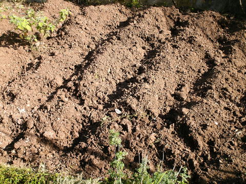 Terra cavada para batatas, ervilhas e cebolas.