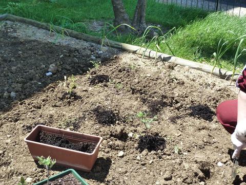 Plantação de tomates - Neste espaço vão nascer os primeiros tomates para as nossas saladas de verão.