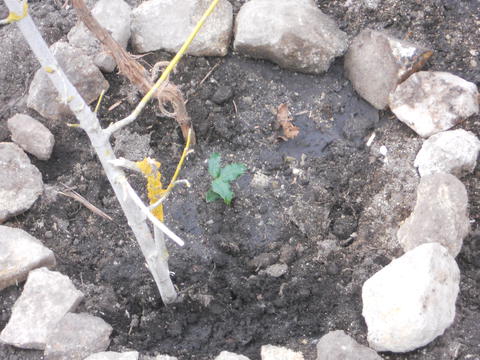 Plantámos também um azevinho depois do mesmo ter germinado a partir de uma semente.