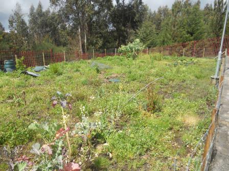 Vista geral da horta que se encontra pouca trabalhada devido ao excesso de chuva.
