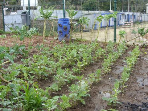 As culturas de inverno: favas e batatas em desenvolvimento. Pode-se ver ainda morangos e couve galega do ano anterior.