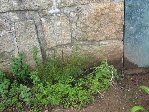Várias ervas aromáticas que junto à parede do poço vão resistindo ao mau tempo.