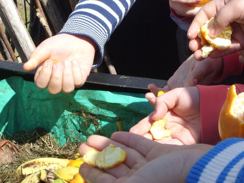 O empenho dos alunos no aproveitamento da casca dos frutos dos lanches como contributo para a compostagem.