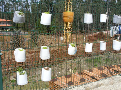 A horta vertical elaborada na rede da escola a partir do aproveitamento de fundos de garrafão, dando prioridade para os mesmos a ervas aromáticas e alface.