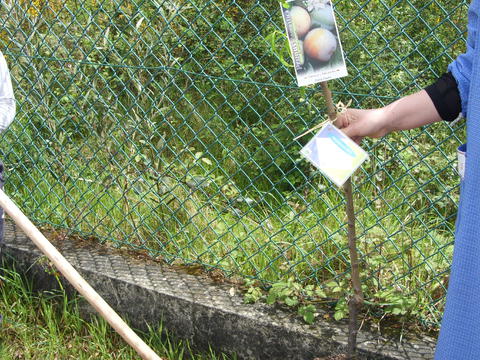A plantação de uma árvore hortofrutícola - ameixieira - no recinto escolar. A mesma foi dada pela Câmara Municipal de Vila Verde. Para além desta,  temos uma figueira e nespereira em desenvolvimento, fisálias, xuxus, morangos e framboesas já em produção.