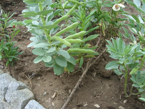 Esta é uma amostragem do desenvolvimento da horta de inverno - a cultura de favas. Esta leguminosa é importante e muito usada na confeção de sopas, refogadas com carnes frescas e fumadas. É uma planta resistente ao inverno rigoroso que este ano se sentiu.