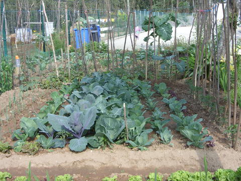 A alface e as belas hortaliças. À esquerda da horta pode ver-se o compostor e à direita os dois recipientes que colhem a água da chuva e o caixote do lixo comum.