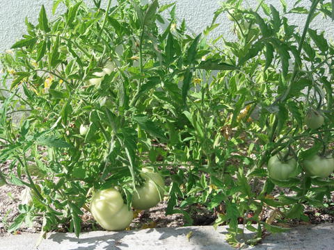 Os tomates ainda estão verdes, mas a crescer saudáveis