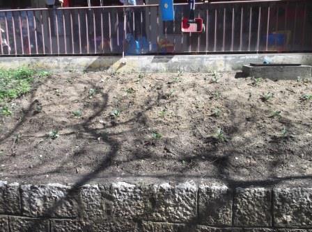 espaço de horta onde começámos a plantar plantas de cheiro como alecrim, alfazema.