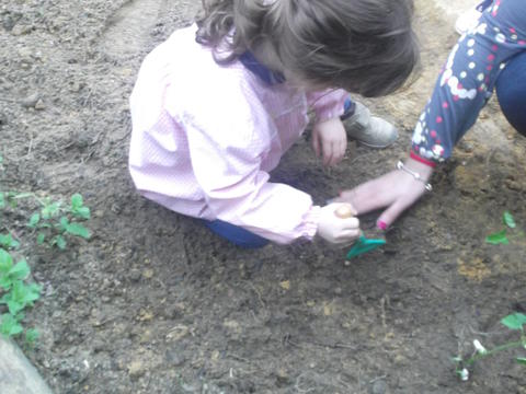 Algumas crianças plantaram, directamente, o feijão na terra.