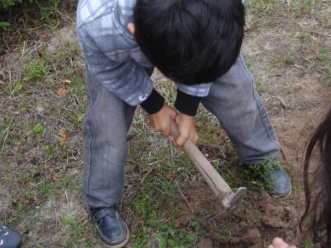 Preparação e limpeza do terreno a cultivar