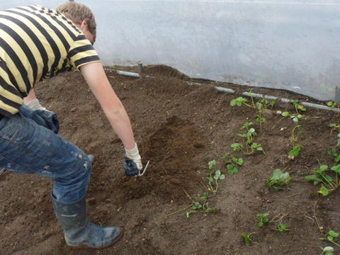 As primeiras plantações
Inicio da dinamização do espaço hortas bio com a plantação de morangos.