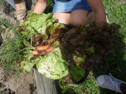 Da natureza para a mesa – Os alunos fizeram a colheita de alfaces e cenouras.