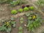 Courgettes em flor – A observação de várias plantas comestíveis permite concluir que espécies diferentes têm fases de desenvolvimento diferentes.