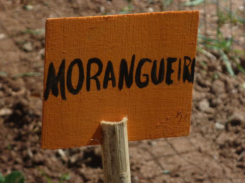 Morangos