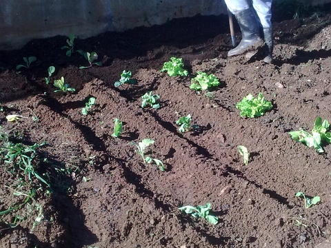 O Gonçalo, mestre na Horta, plantou  brócolos,  couve flor e  alfaces.